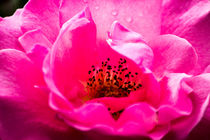 rosa Blume von Denise Urban