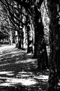 Bäume in einer Reihe, Schatten und Licht by Denise Urban