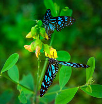 Blaue Schmetterlinge im grünen Garten von Gina Koch