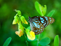 Blauer Schmetterling von Gina Koch