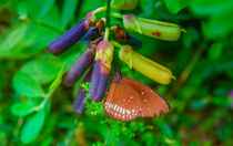 Schmetterling im Garten by Gina Koch