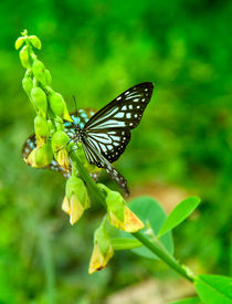 Schmetterling im Grünen von Gina Koch