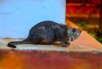Wachsame Katze in einem Tempel by Gina Koch