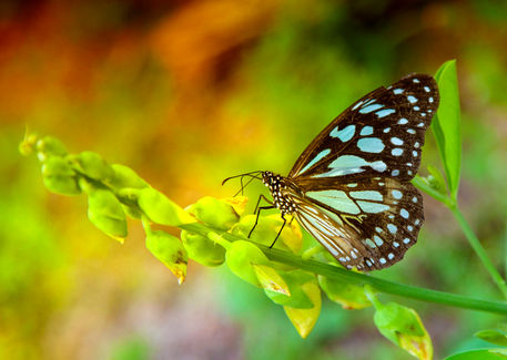 Colors-of-butterfly