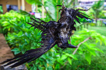 Ein toter Vogel hängt tot im Seil ... by Gina Koch