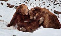 Little soft bears by Barbara  Keichel