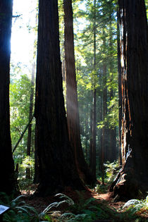 Redwood Sun Rays, Giant Redwoods, California, USA von Aidan Moran