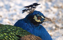 Peacock (Pavo cristatus) by Dagmar Laimgruber