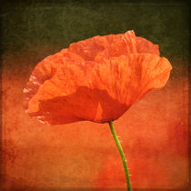 Poppy in a sea of red by James Rowland