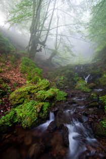 Fog in the Forest von Marilar Irastorza