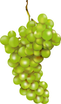 Grüne Weintraube von Gina Koch