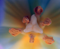 Tulpe by Jens Berger