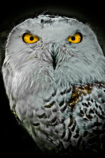 Snowy owl by Stefan Antoni - StefAntoni.nl