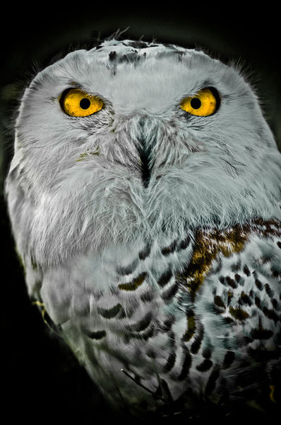 Owls-2009-svz3460a