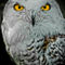 Owls-2009-svz3460a