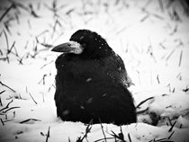 Crow by Jens Schneider