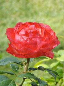 Rose by lorenzo-fp