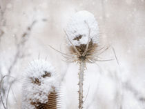 winter beauty von Franziska Rullert