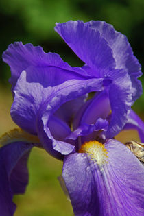 Nahaufnahme einer lila Iris von Juana Kreßner