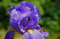 Schwertlilie Iris by Juana Kreßner