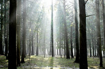 Forest with sunlight von Hobort Hob