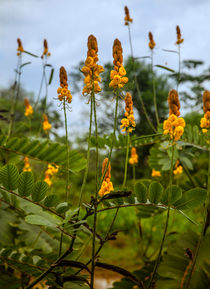 Tropische Pflanze mit gelben Blüten von Gina Koch