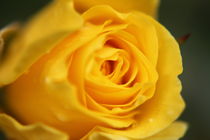 Gelbe Rose by aidao