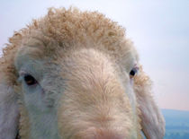 Schaf von aidao