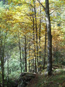 Autumn Forest, landscape Spain by Tricia Rabanal