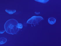 Jellyfishes von Tricia Rabanal