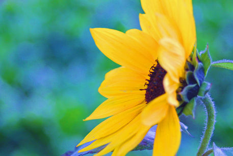 Sonnenblume-seitlich