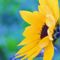 Sonnenblume-seitlich