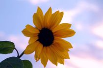 Sunflower by aidao