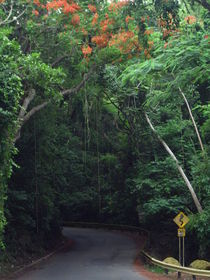 Jungle Road, Isabela Puerto Rico by Tricia Rabanal