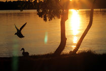 Sonnenuntergang mit fliegender Ente von aidao