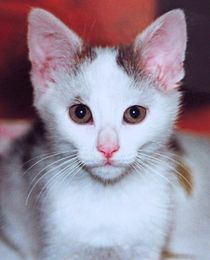White Kitty von aidao