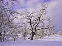 Winterbaum von aidao