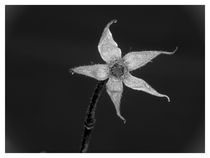 verwelkte Blume by Fernand Reiter
