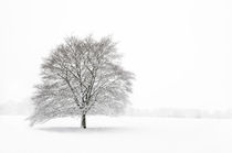 Tree in Snow von Craig Joiner