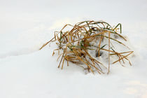 Gras im Schnee - Grass in snow by ropo13