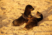 Galapagos Baby Sea Lions, playing by Stefan Hafner