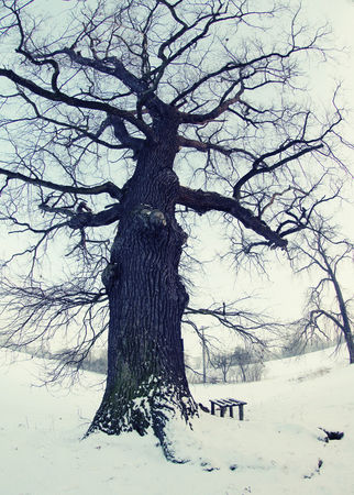 Old-tree-in-winter-2