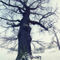 Old-tree-in-winter-2