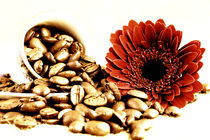 Kaffee Blume von Falko Follert