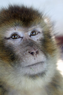 portrait of a monkey by Martyn Bennett