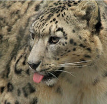 snow leopard von Martyn Bennett