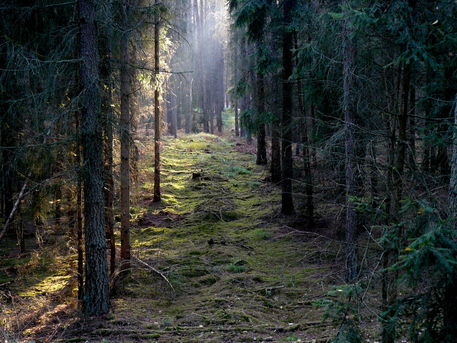 Wald-licht