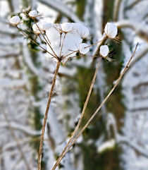 Snow Flowers by Hazel Powell