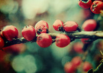 Red Winter Berries by Sybille Sterk