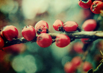Redwinterberries-c-sybillesterk